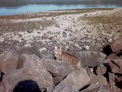 babba on rocks