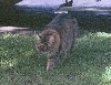 babba walking