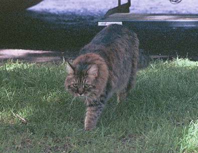 babba walking