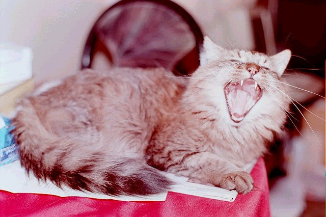 babba lion