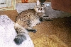 Babba sleeping