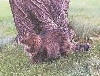 babba-tree