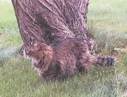 babba-tree