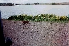 babba lake