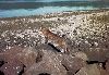 babba on rocks