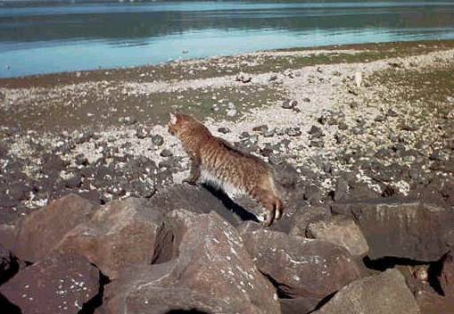 babba on rocks