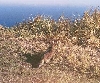 babba lake hunt