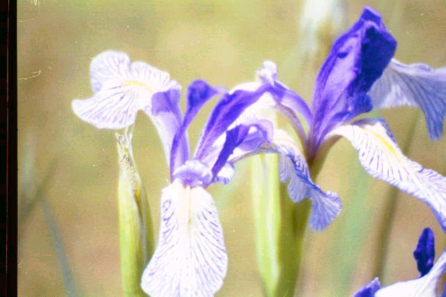 Wild Iris 2