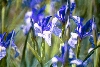 Wild Irises