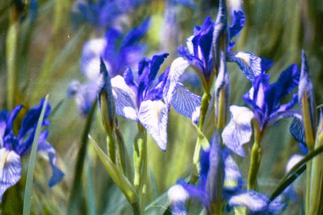 Wild Irises