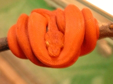 Amazon Tree Boa