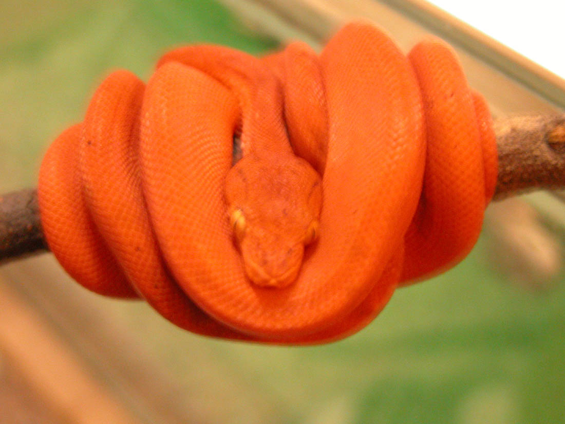 Amazon Tree Boa