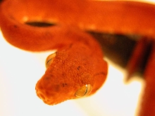 Amazon Tree Boa