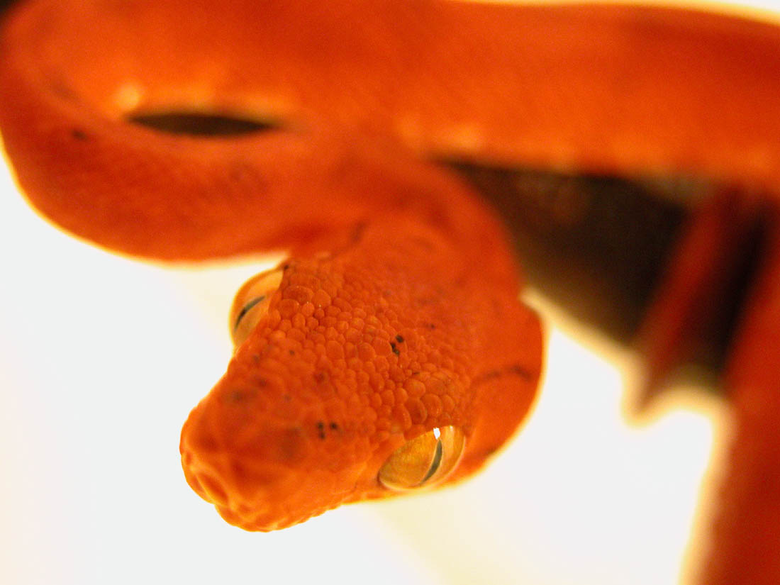 Amazon Tree Boa