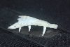 croc monitor