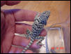 Juvenile female (2 mos.)