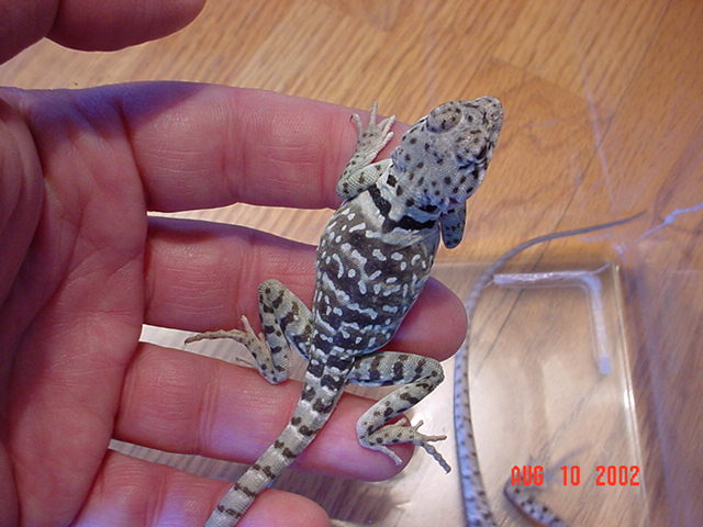 Juvenile female (2 mos.)