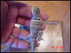 Juvenile Female (2 mos.)