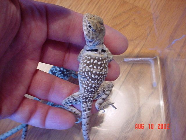 Juvenile Female (2 mos.)