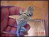 Juvenile Male (2 mos.)