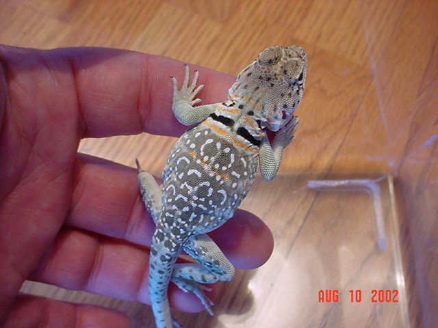 Juvenile Male (2 mos.)