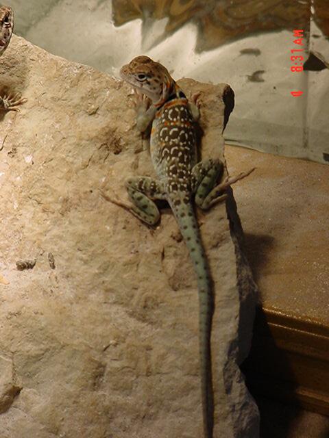 2 month old male