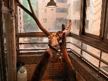 My Croc's enclosure