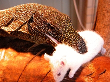 Croc's meal