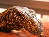 My Croc Monitor