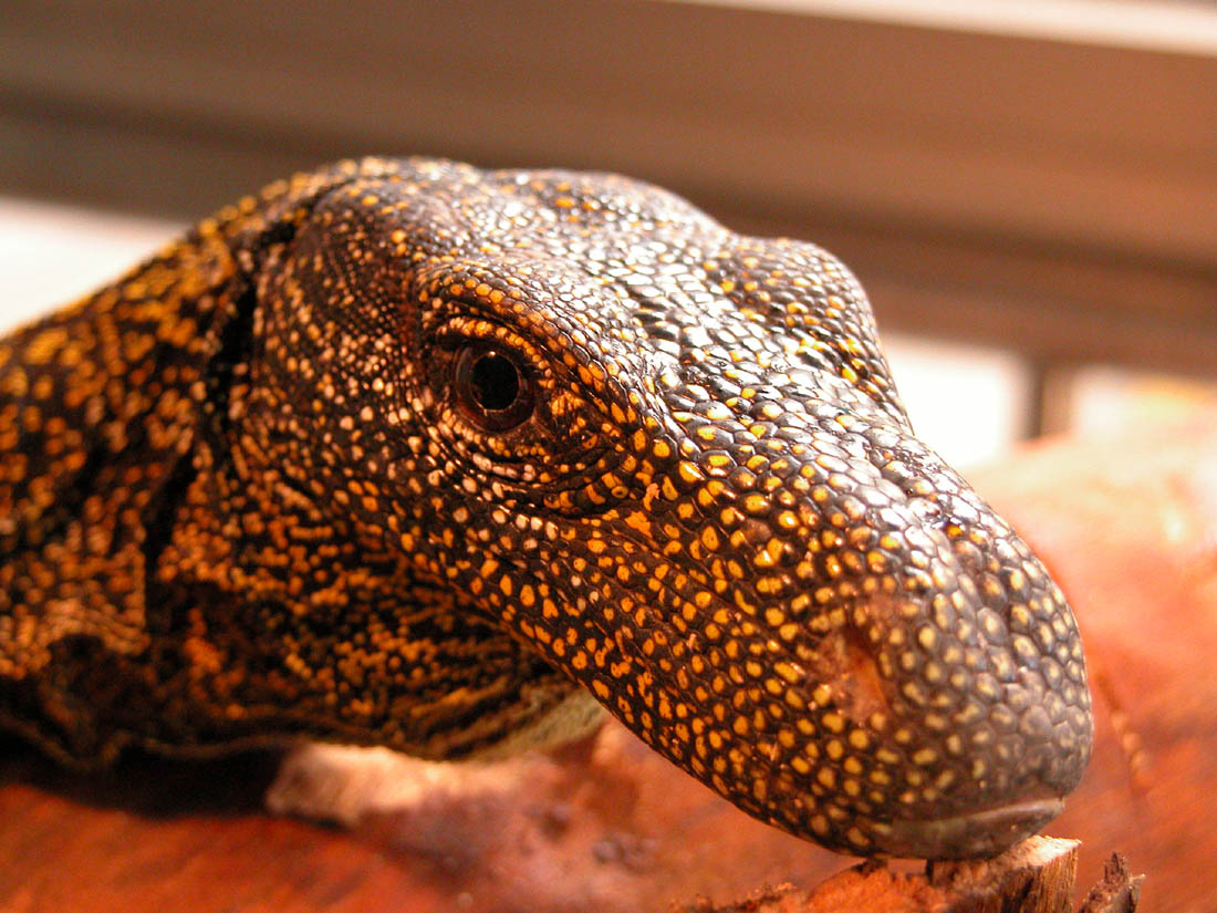 My Croc Monitor
