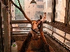 My Croc Monitor enclosure