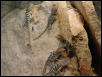 2 day to 2 week old hatchlings