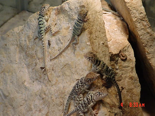 2 day to 2 week old hatchlings