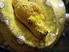 Chondro