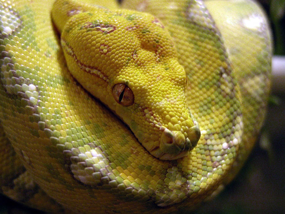 Chondro