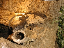 beccarii pair