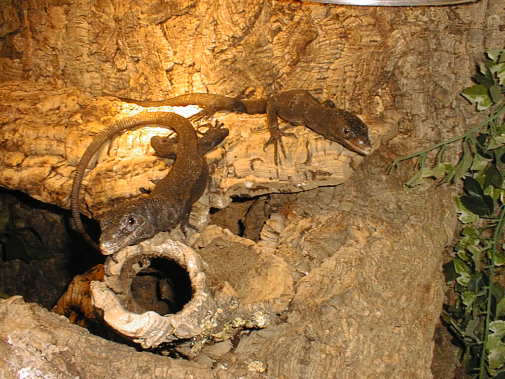 beccarii pair
