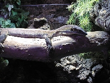 female(i hope)mertensi 1 year old