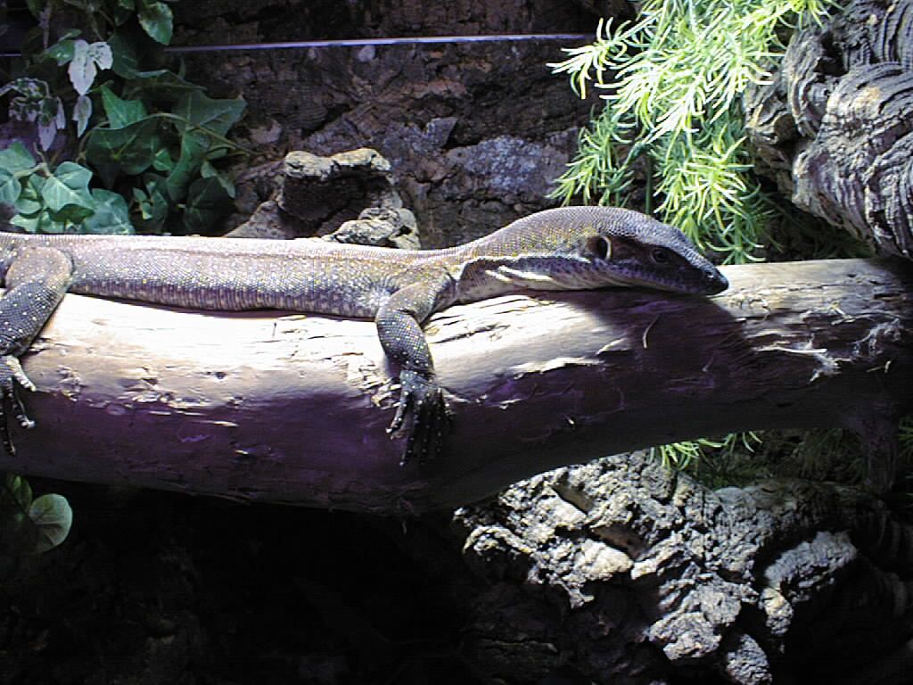 female(i hope)mertensi 1 year old