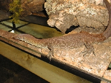1 year old male mertensi