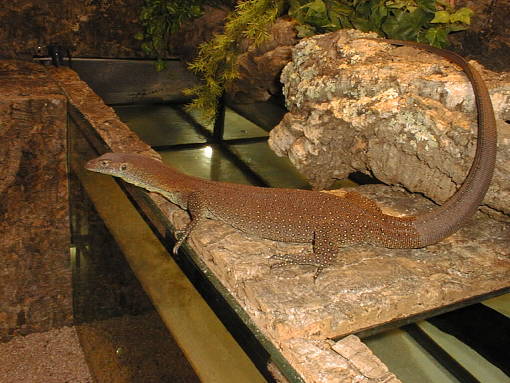 male mertensi 1 year old