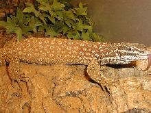 male Red Ackie