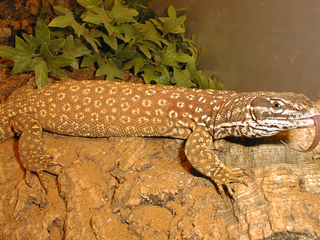 male Red Ackie
