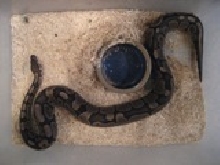 BP004