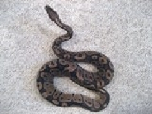Normal Male 41 inch