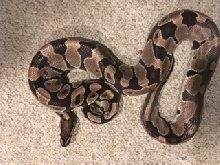 Female het pied