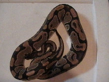 '02 66% poss Het for albino male
