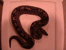 '01 Normal Male #5a captive bred