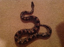 male het pied '07 1304g
