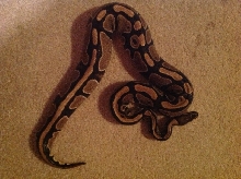female het pied '07 1134g